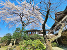 【春の庭園を彩る桜】