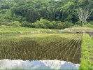 田んぼで泥まみれになりながら、自然を感じましょう( *´艸`)