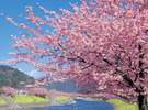 熱川館から20分の距離にある河津桜 2月初旬から3月初旬が見頃です。