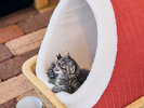 保護猫ちゃん
