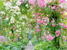 【アカオハーブ＆ローズガーデン】12種類のテーマガーデン。5月～6月は約600種4000株のバラ