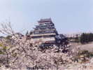 熱海城の桜