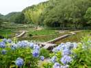 【里山水生園】6月 あじさいやしょうぶが見頃を迎えます