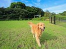 【大型犬専用ドッグラン】も2026年春に新設