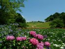【里山水生園】さまざまな生き物や植物が共生するエリア。ワンちゃんとのご散策にもおすすめです。