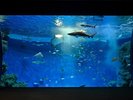 神戸須磨シーワールド 水槽(イメージ)