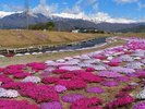農具川とシバザクラ