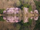 中綱湖のオオヤマザクラ