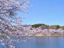 【春】1000mの立体空間「八ヶ岳」では3月下旬から4月下旬まで桜が楽しめます!