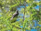 野鳥(敷地内撮影)