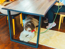 【レストラン カメリア】中型犬、大型犬同伴のお客様はリードのご利用をお願いいたします。
