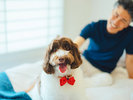 【エグゼクティブツイン(白)】大切なペットと一緒に、のんびりとした時間をお過ごしください。