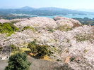 【大山展望所】海と桜のコントラストが美しいお花見の名所です♪