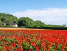 Hokkaido