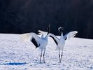 Hokkaido