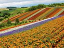 Hokkaido