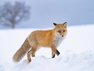 Hokkaido