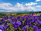 Hokkaido