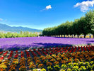 Hokkaido
