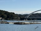 牡蠣の養殖場です。これから大きく美味しい季節となります。