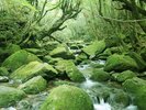 屋久島を満喫しよう