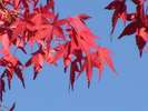 境内の紅葉(10月下旬〜11月上旬)