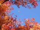 境内の紅葉(10月下旬〜11月上旬)