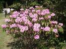 境内の石楠花(5月頃)