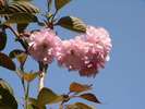 境内の桜(4月中旬〜下旬)