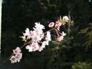 境内の桜(4月中旬〜下旬)