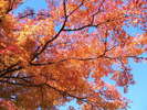 境内の紅葉(10月下旬〜11月上旬)