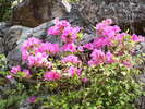境内のツツジ(6月中旬〜下旬)