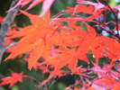 境内の紅葉(10月下旬〜11月上旬)
