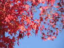 境内の紅葉(10月下旬〜11月上旬)