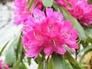 境内の西洋石楠花(5月頃)