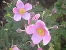 秋明菊(シュウメイギク)9月中旬〜下旬