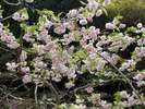 境内の桜(4月中旬〜下旬)