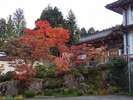 参道の紅葉