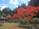 境内の紅葉(10月下旬〜11月上旬)