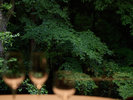 Restaurant「chapeau」