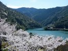 ここは宮崎?な非日常感が味わえます♪ 春の桜も見事ですよ☆!