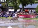 御田祭では人と牛と馬とが泥まみれになって豊作を祈ります。県無形民俗文化財。