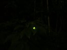 鑑賞シーズンは5月下旬〜6月中旬です。自然相手なのでみれたらラッキー♪