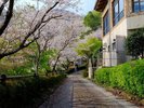 お天気の日に遊歩道を歩くのって、シンプルに気持ちいいです(^^♪ 春はお花見を兼ねて・・