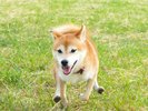 ワンワン!大自然がいっぱいだから、わんちゃんたちのテンションもアーーップ!!