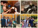 パディントンの近くの林でカブトムシが採取できるよ!7月下旬がおススメ