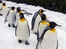 【冬の旭山動物園】冬期の営業では寒さに強い動物たちの元気な姿が見られます！