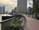 肥後橋駅 2番出口 経路E 川沿いの遊歩道 前方にスマイルホテル大阪中之島が見えてきます