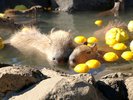 伊豆シャボテン動物公園♪動物との距離感ゼロ!140種類のどうぶつたちとふれあえます。