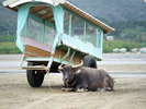 由布島の水牛車1